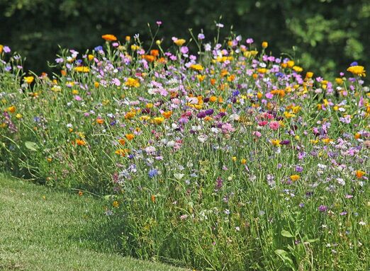 Les fleurs apparaitront en juin